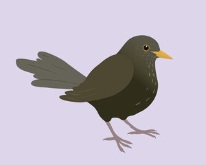 
An illustration of a blackbird. It's a female bird and the background is pale lilac. The bird is cut out.