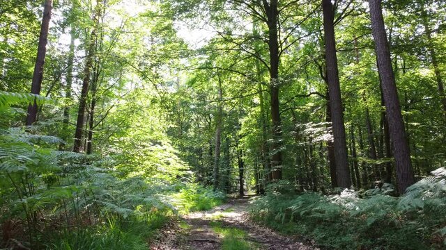 Drohnenaufnahme, Waldweg
