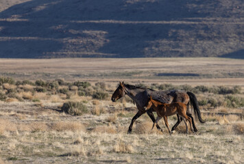 Wild Horse Mare and Her Cute Foal in the Utah Desert