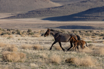Wild Horse Mare and Her Cute Foal in the Utah Desert