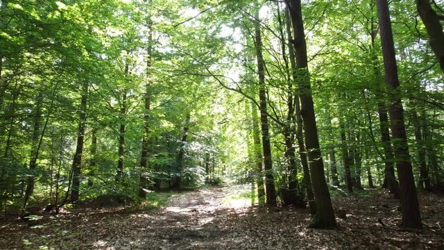 Drohnenaufnahme, Waldweg