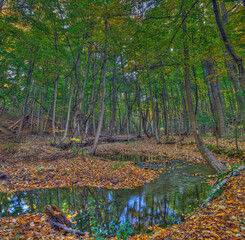 autumn in the woods