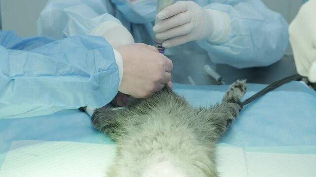 Veterinarian surgeons in operating room doing cat neutering
