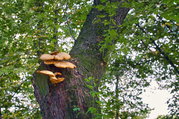 Cerioporus squamosus, yellow parasitic fungus grows on maple tree. Mushrooms parasites on tree trunk, polyporus squamosus in summer.