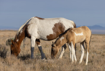 Obraz na płótnie Canvas Wild Horse Mare and Her Cute Foal in the Utah Desert