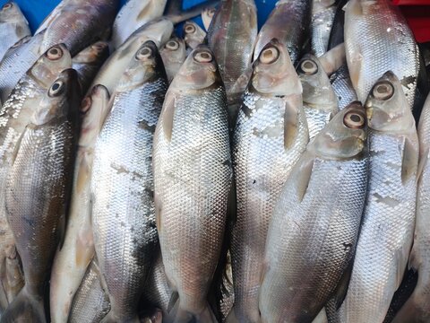 Selective Focus On Milk Fish(Chanos Chanos) In The Market