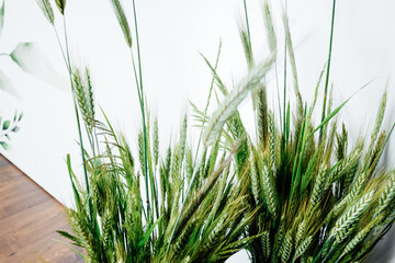 a bouquet of green spikelets of wheat