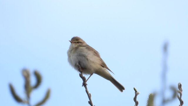 Fitis&nbsp;(Phylloscopus trochilus)