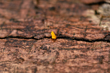 Tiny yellow color mushrooms or conks on a decaying wood trunk - obrazy, fototapety, plakaty