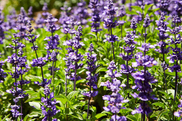 Obraz premium variety of flowers in the garden