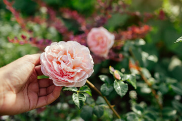 Gardener holds pink rose Abraham Darby blooming in summer garden. English David Austin selection roses flowers