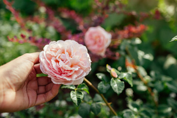 Gardener holds pink rose Abraham Darby blooming in summer garden. English David Austin selection...