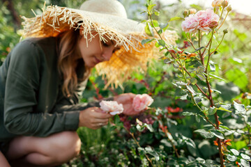 Gardener smells pink rose Abraham Darby blooming in summer garden. English David Austin selection roses flowers
