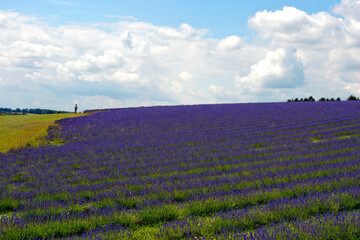 Lavender Field Summer Flowers Cotswolds Gloucestershire England