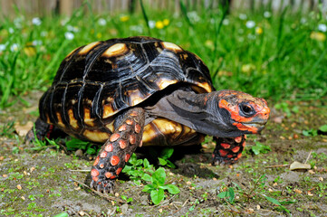 Red-footed tortoise // Köhlerschildkröte (Chelonoidis carbonarius)