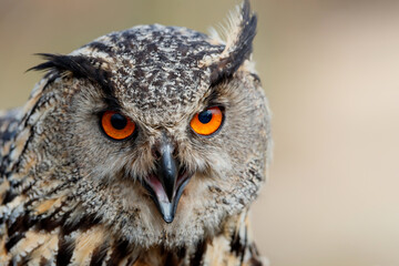 Portrait of an European Eagle Owl (Bubo bubo) sitting in the meadows  with a plain background in Gelderland in the Netherlands. 