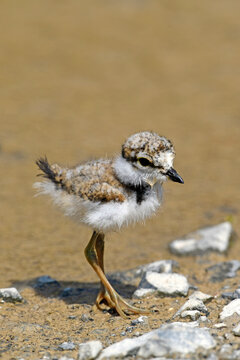 Little ringed plover (Charadrius dubius) - chick // Flussregenpfeifer - K&uuml;ken