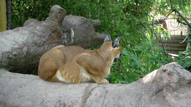 caracal in a zoo chilling on a tree branch