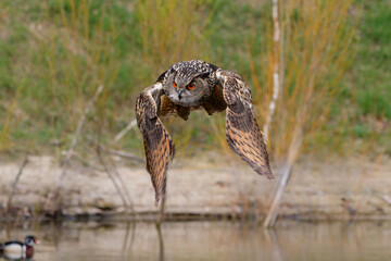European Eagle Owl (Bubo bubo) flying over a lake in Gelderland in  the Netherlands. 