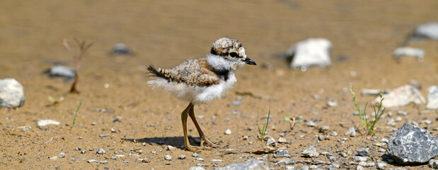 Flussregenpfeifer (Charadrius dubius) - Küken // Little ringed plover - chick