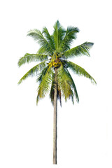 Fototapeta na wymiar Coconut palm tree isolated on white background.