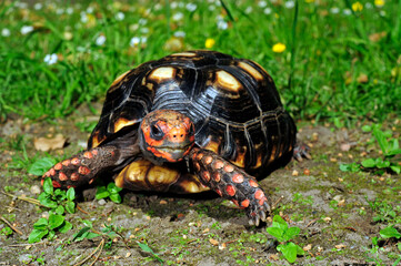Köhlerschildkröte // Red-footed tortoise (Chelonoidis carbonarius)