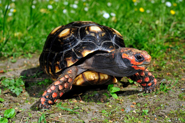 Köhlerschildkröte // Red-footed tortoise (Chelonoidis carbonarius)