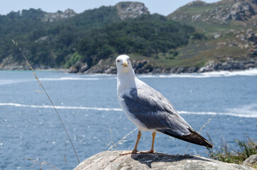 seagull perched on rocks looking at the camera