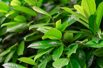 Abstract green leaves texture, natural background