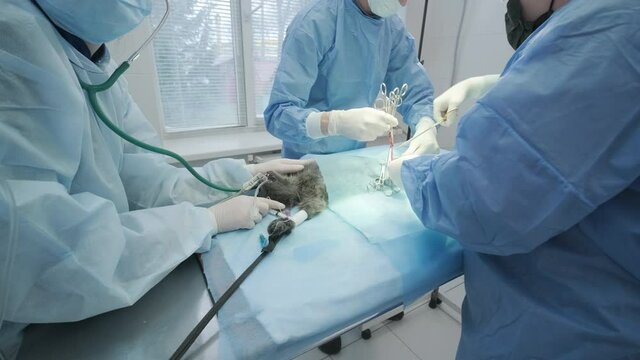 Veterinarian surgeons in operating room doing cat neutering