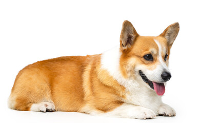Welsh Corgi Pembroke Dog  Isolated  on Black Background in studio