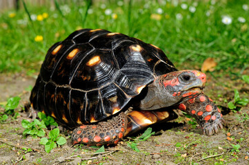 Köhlerschildkröte // Red-footed tortoise (Chelonoidis carbonarius)