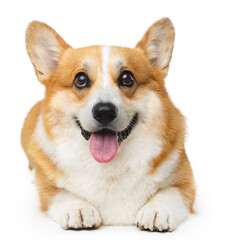 Welsh Corgi Pembroke Dog  Isolated  on Black Background in studio