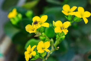 Yellow flowers