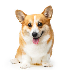 Welsh Corgi Pembroke Dog  Isolated  on Black Background in studio