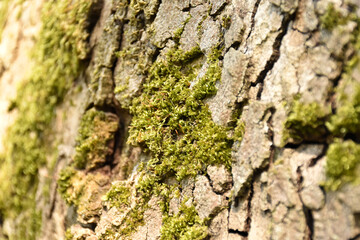 Baumrinde mit Moos
