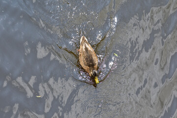A duck floating on the water leaves a wake. Reflection. Day.