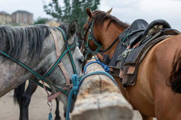 horse and rider