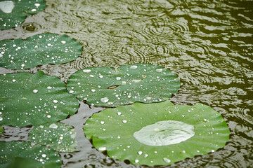 water lilies in the pond