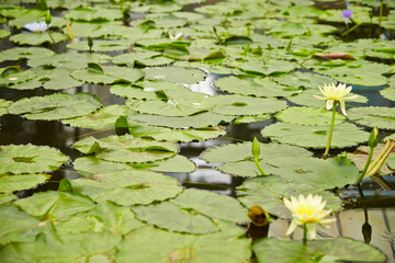water lilies in the pond