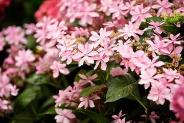Naklejka premium pink flowers in the garden