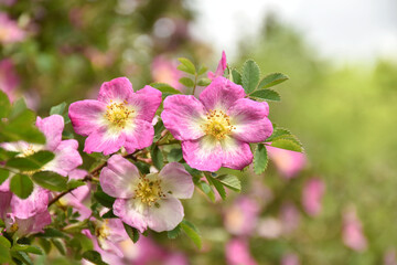 Bibernellrose -Wildrose