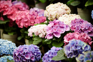 Various colored hydrangea flowers in the garden