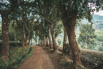 Alley of trees at Tea plantation in mountain, Doi Mae Salong