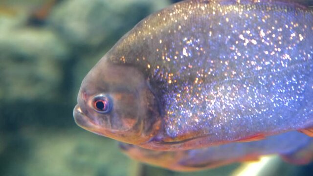 Predatory freshwater piranha fish swimming in the aquarium.