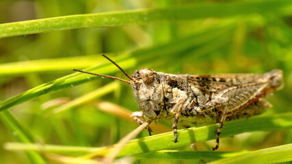 Close up of a grasshopper in a field in Cotacachi, Ecuador