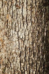 bark of a tree