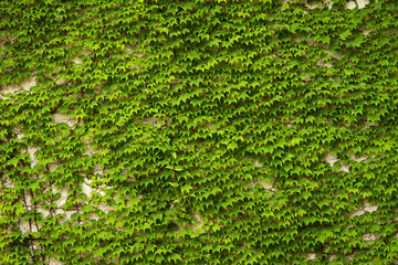 green leaves on a wall
