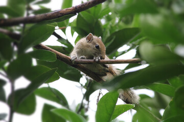 Cute furry soft squirrel looking curiously on the tree branch