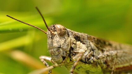 Close up of a grasshopper in a field in Cotacachi, Ecuador